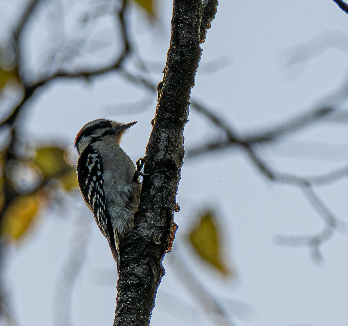 Downy Woodpecker (Eastern) - ML642878940