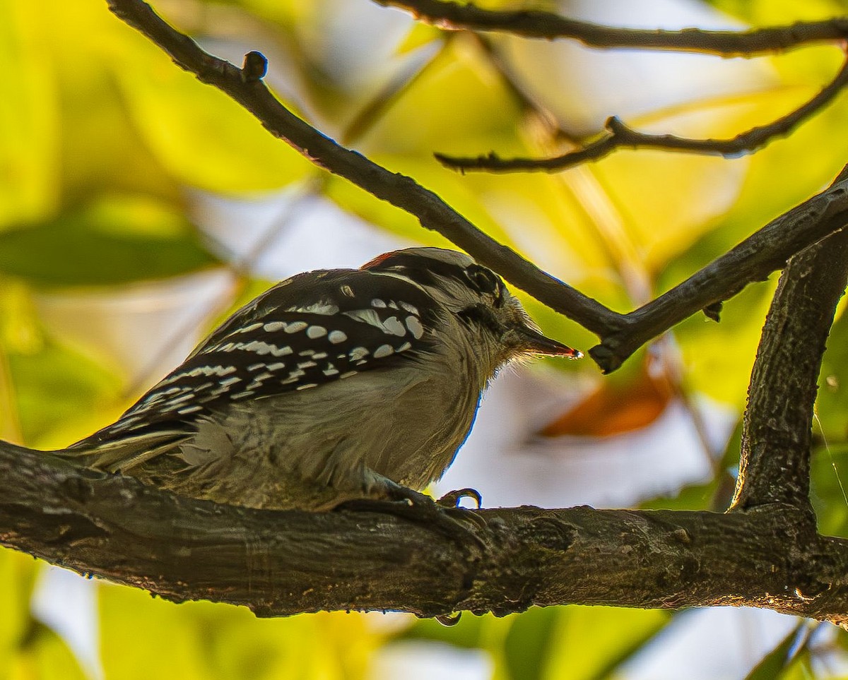 Downy Woodpecker (Eastern) - ML642878941