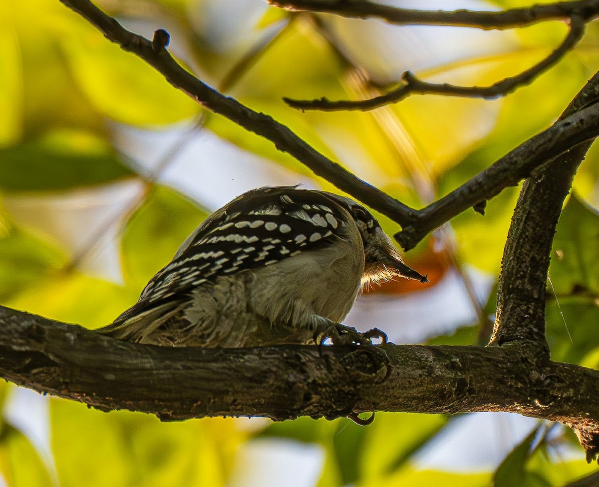 Downy Woodpecker (Eastern) - ML642878942