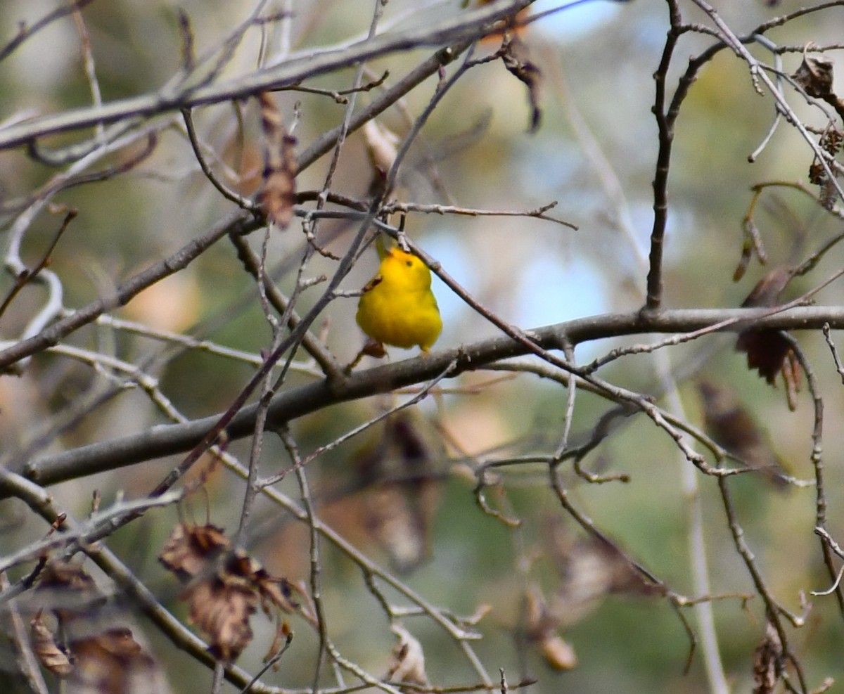 Wilson's Warbler - ML642878943