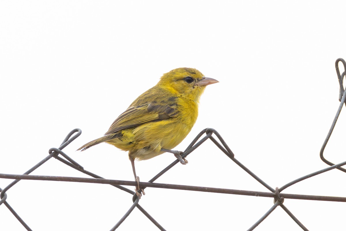 Slender-billed Weaver - ML642878944