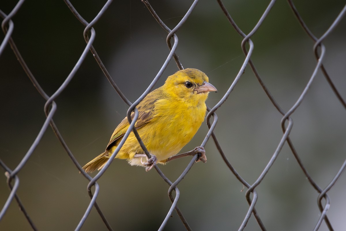 Slender-billed Weaver - ML642878945