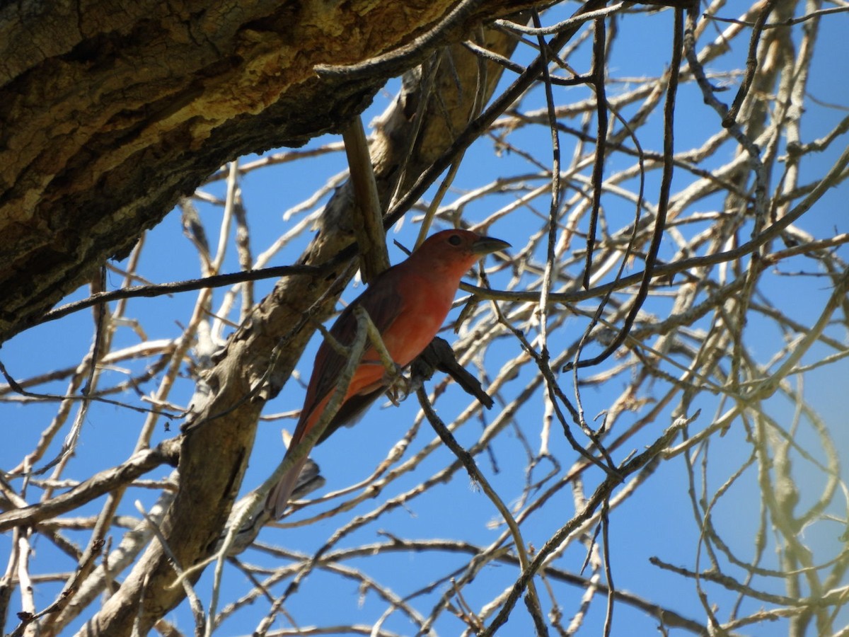 Summer Tanager - ML642878947