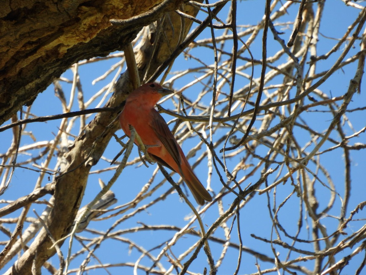 Summer Tanager - ML642878948