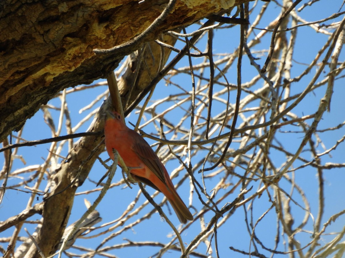 Summer Tanager - ML642878949