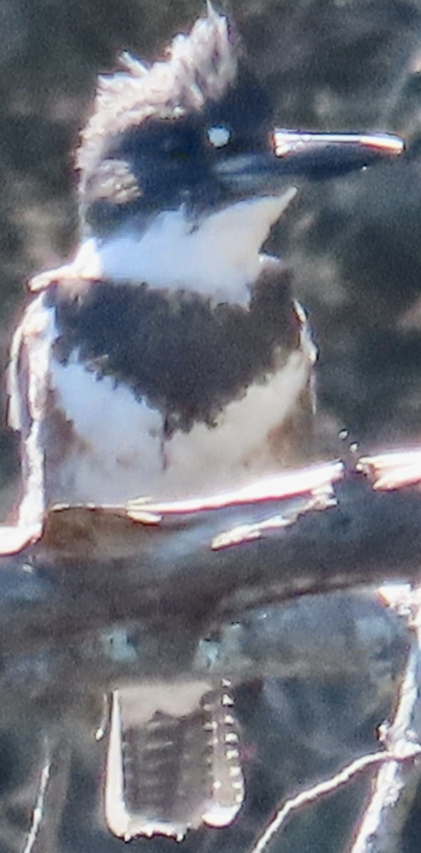 Belted Kingfisher - ML642878951
