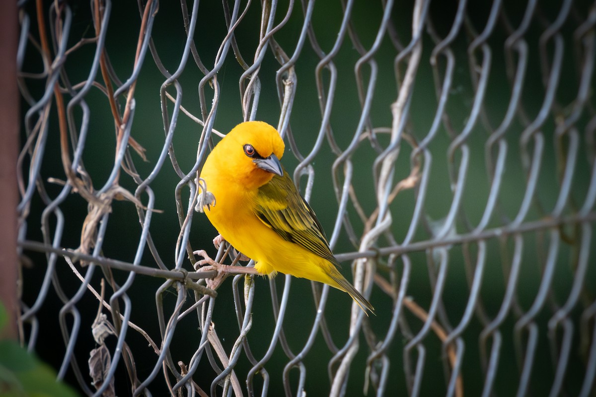 Orange Weaver - ML642878954