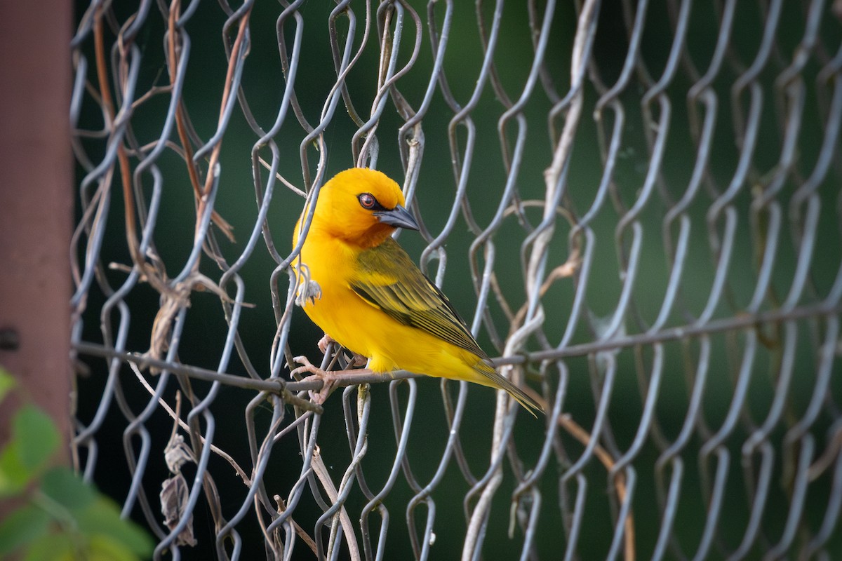 Orange Weaver - ML642878955