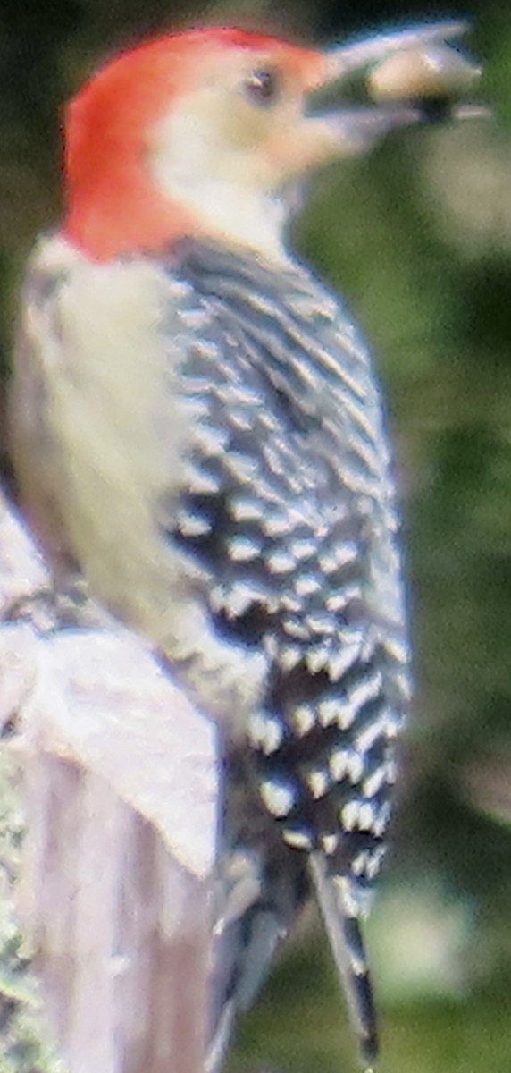 Red-bellied Woodpecker - ML642878956