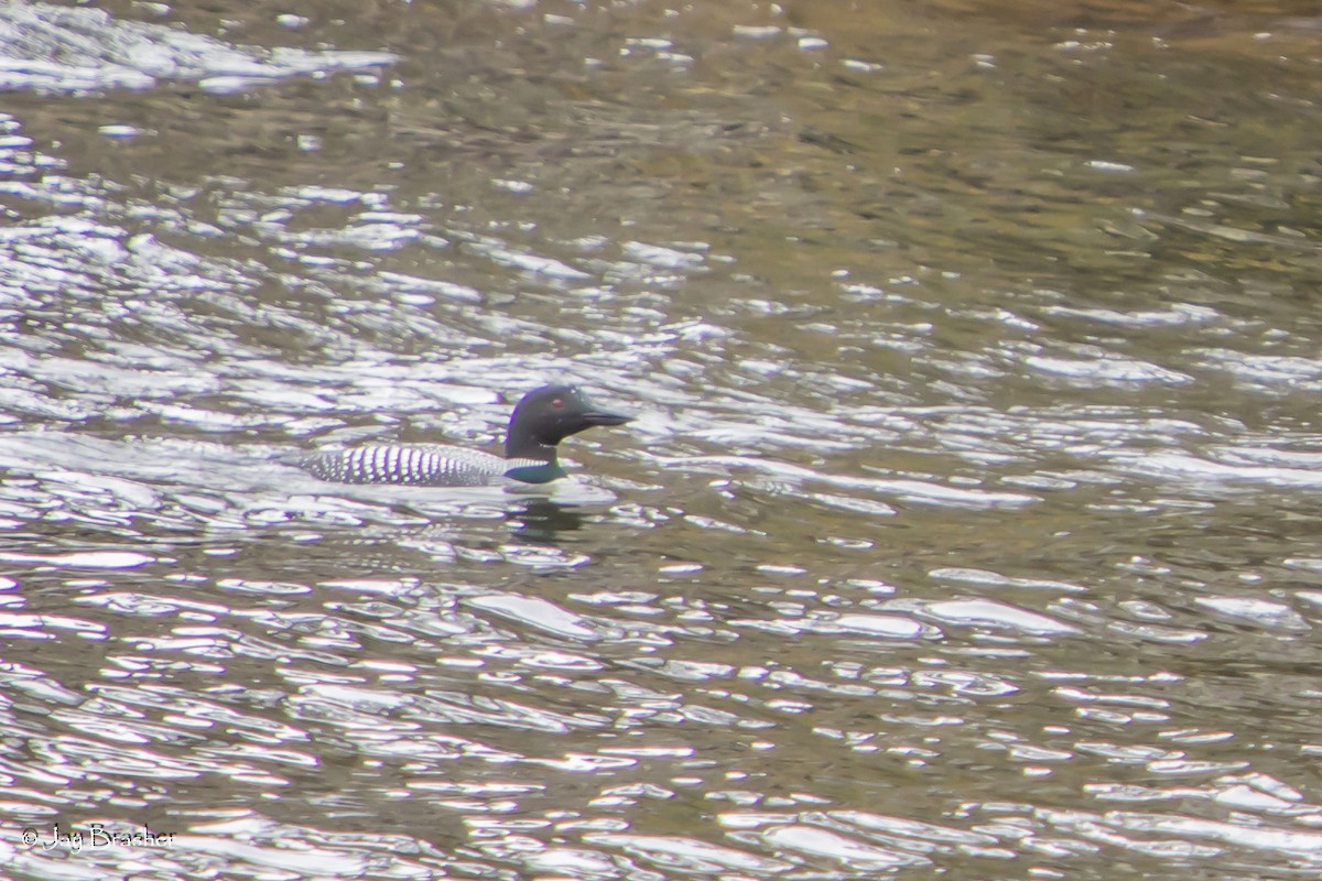 Plongeon huard - ML642878958