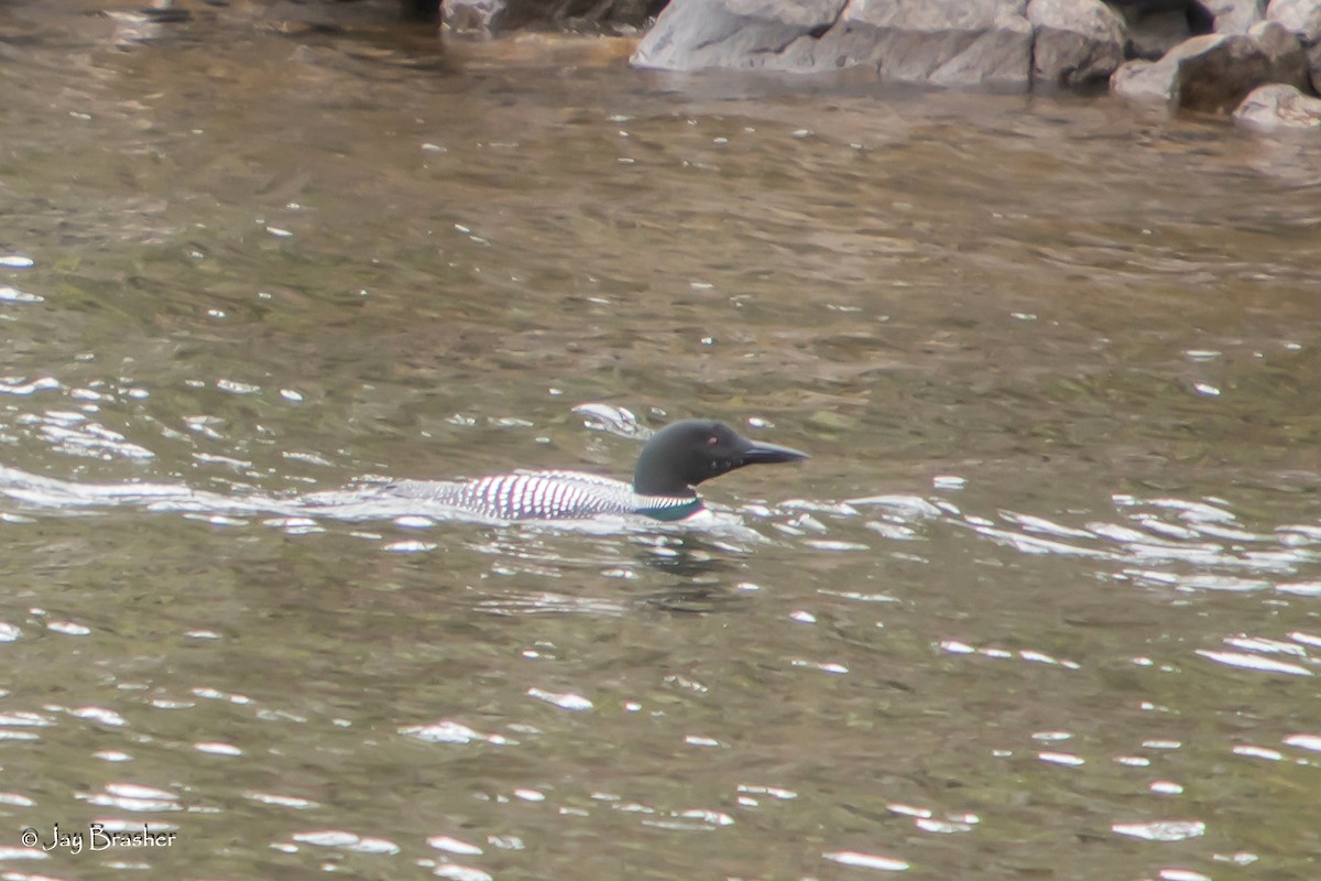 Common Loon - ML642878959