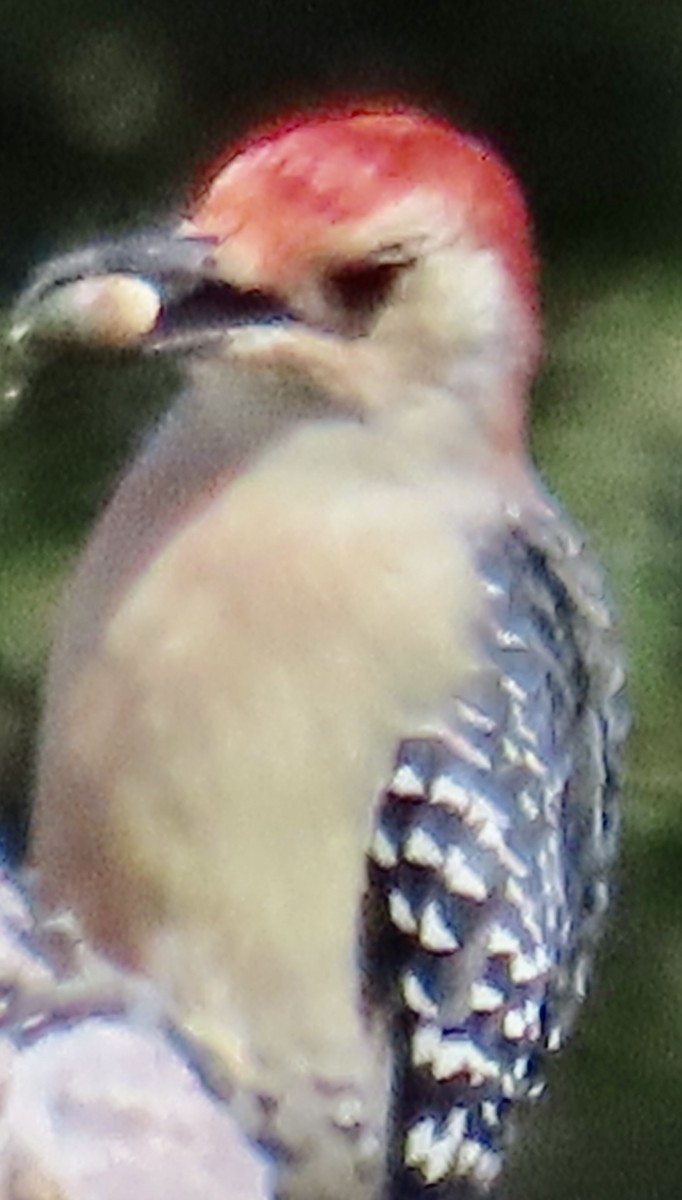 Red-bellied Woodpecker - ML642878961