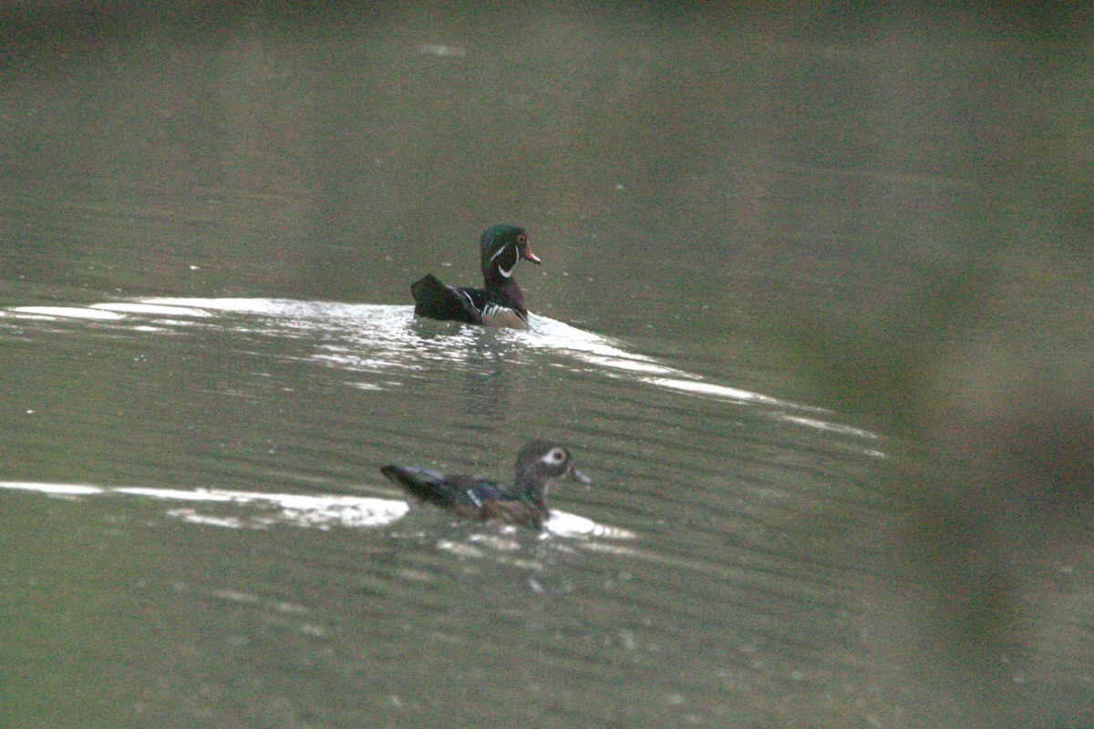 Canard branchu - ML642878967