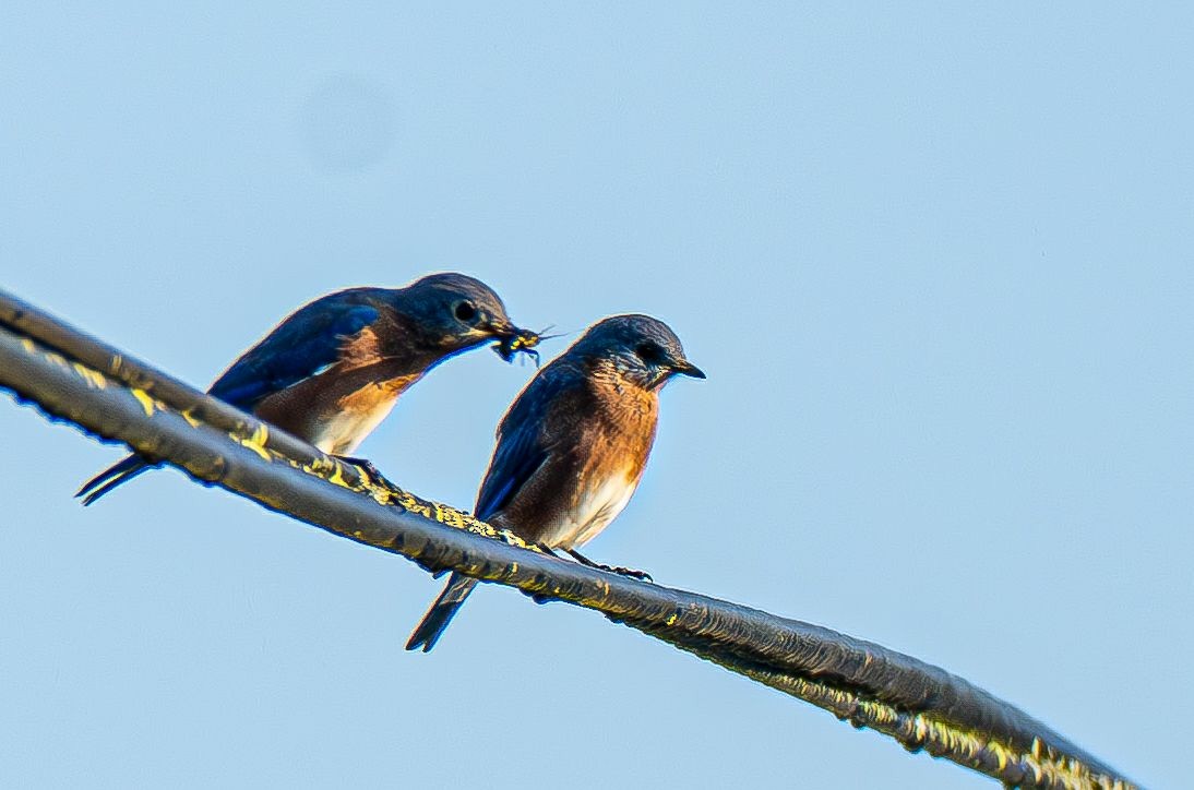 Eastern Bluebird (Eastern) - ML642878968