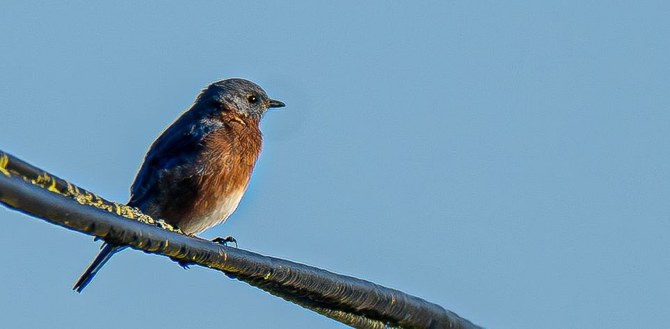 Eastern Bluebird (Eastern) - ML642878969