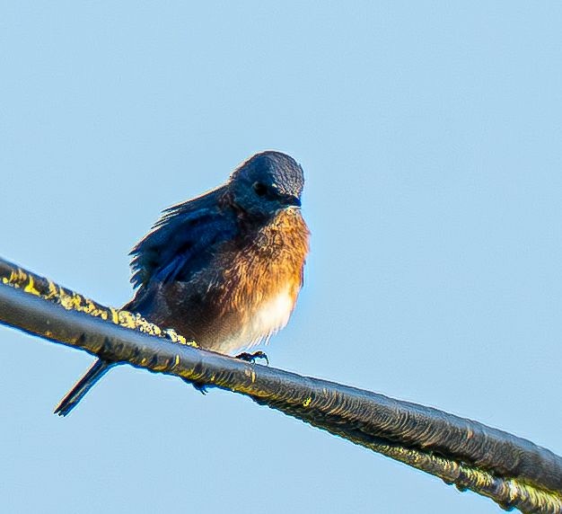 Eastern Bluebird (Eastern) - ML642878970
