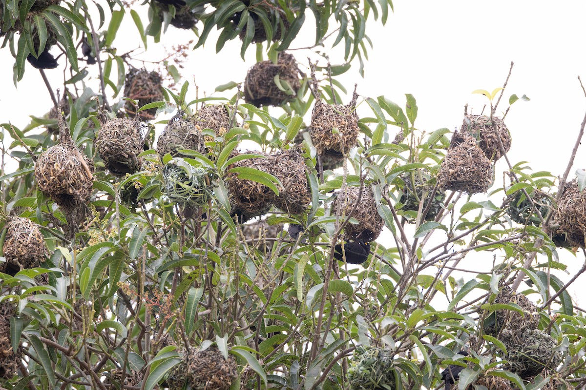Vieillot's Black Weaver - ML642878973