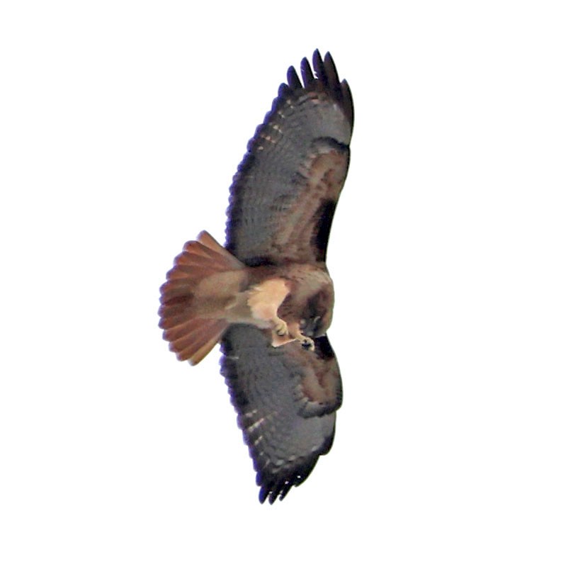 アカオノスリ - ML642878976