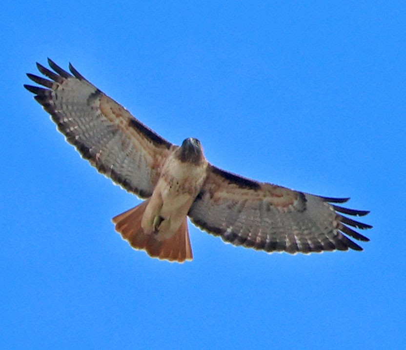 アカオノスリ - ML642878978