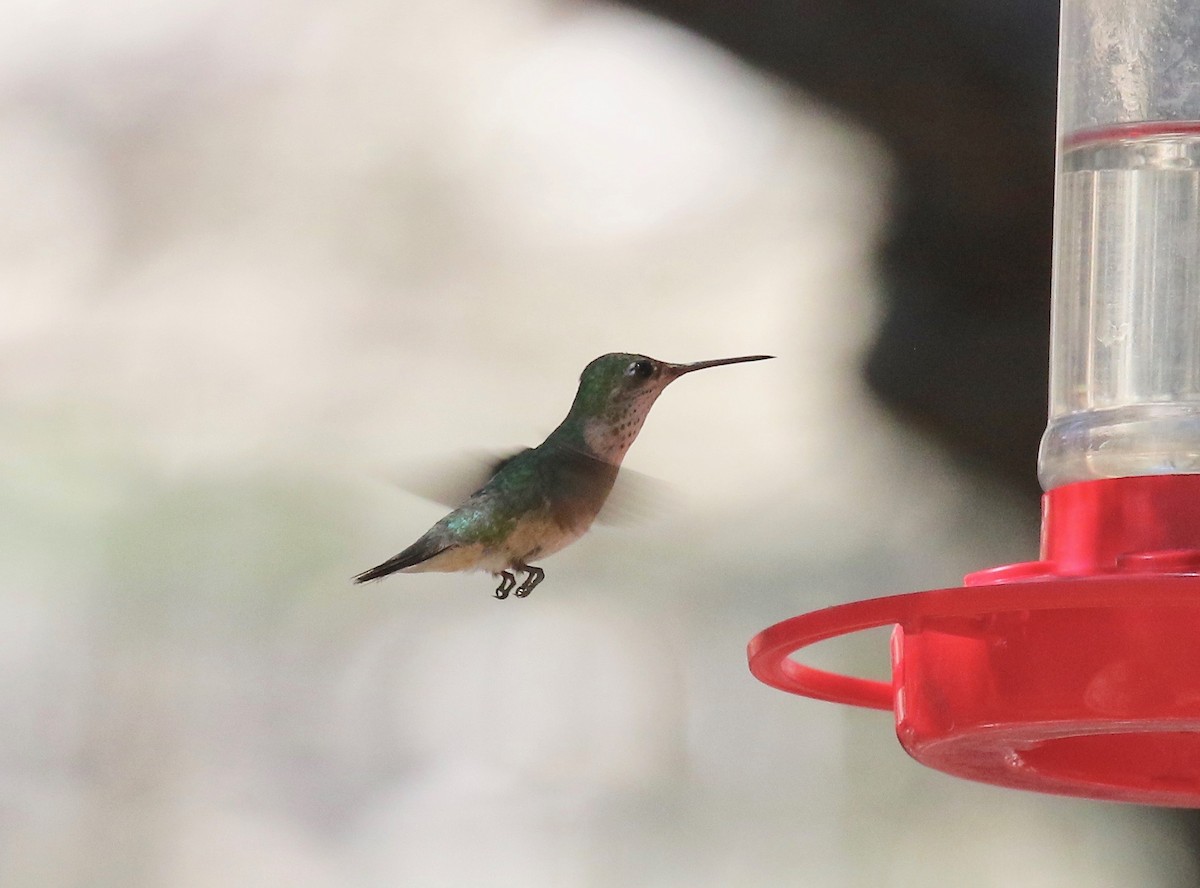 Calliope Hummingbird - ML642879002