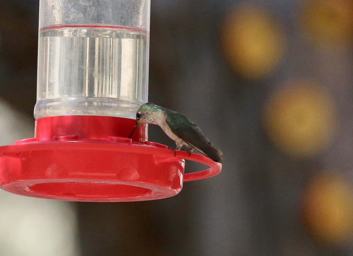 Calliope Hummingbird - ML642879003