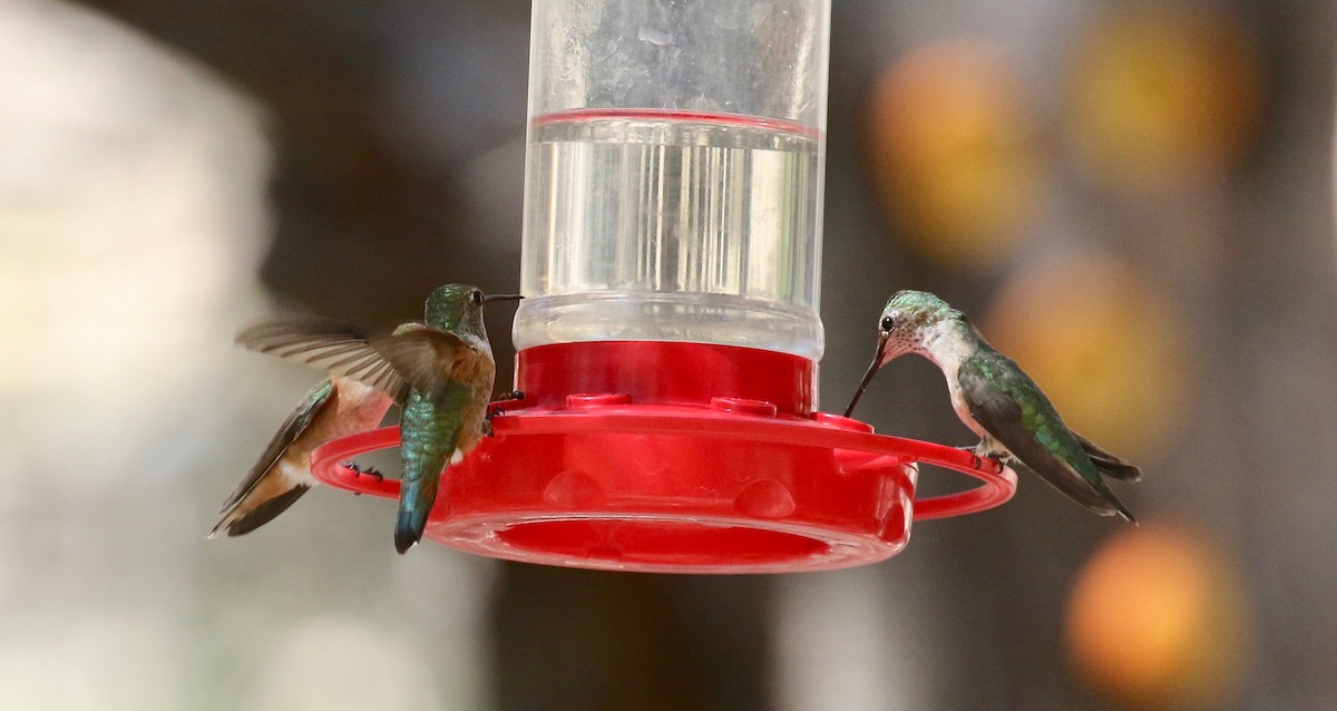 Calliope Hummingbird - ML642879004