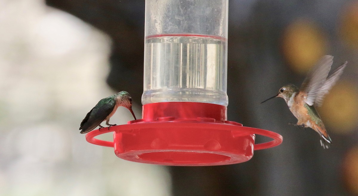 Calliope Hummingbird - ML642879005