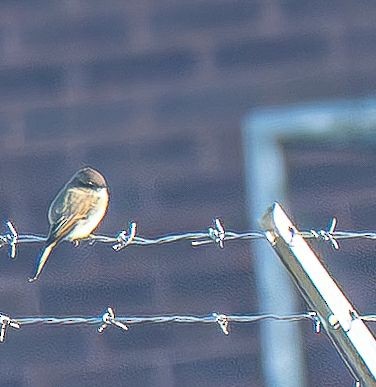 Eastern Phoebe - ML642879007