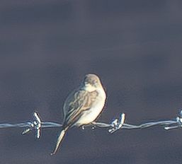 Eastern Phoebe - ML642879008