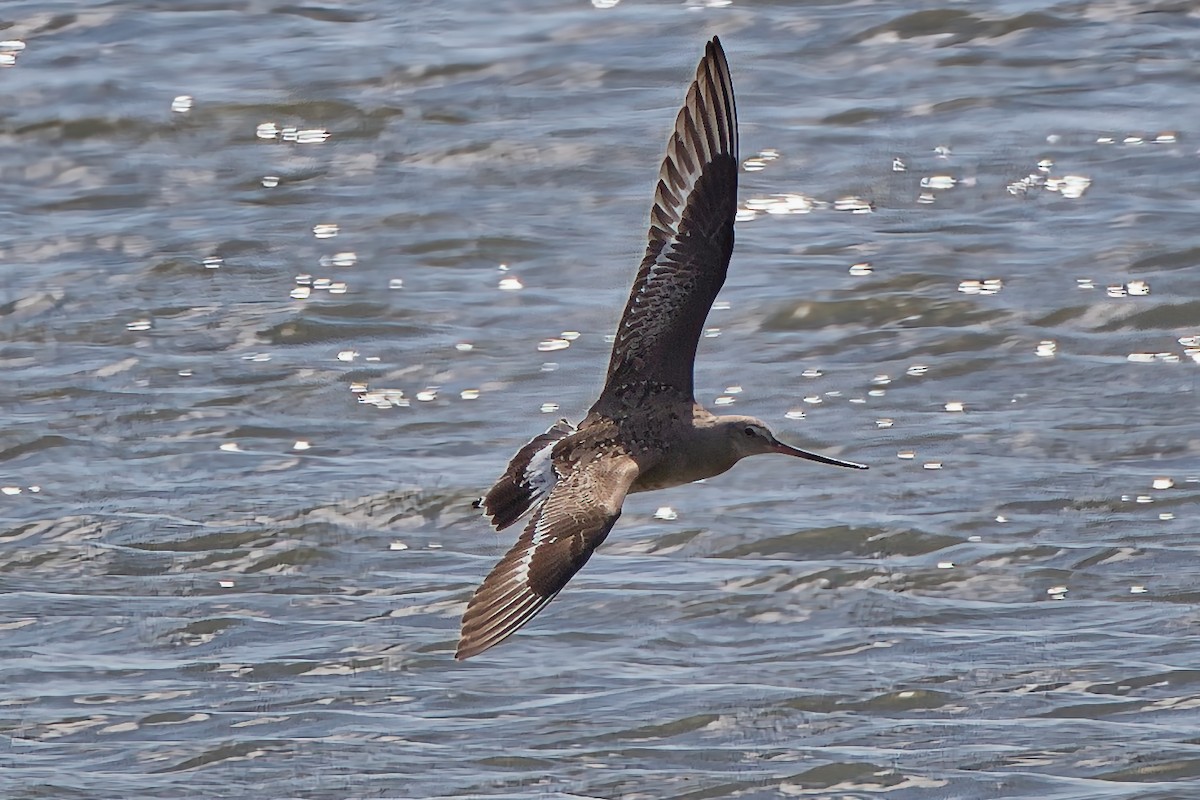 Hudsonian Godwit - ML642879014