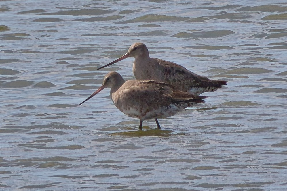 Hudsonian Godwit - ML642879019