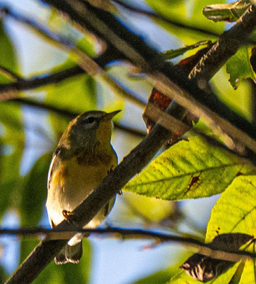 Northern Parula - ML642879024