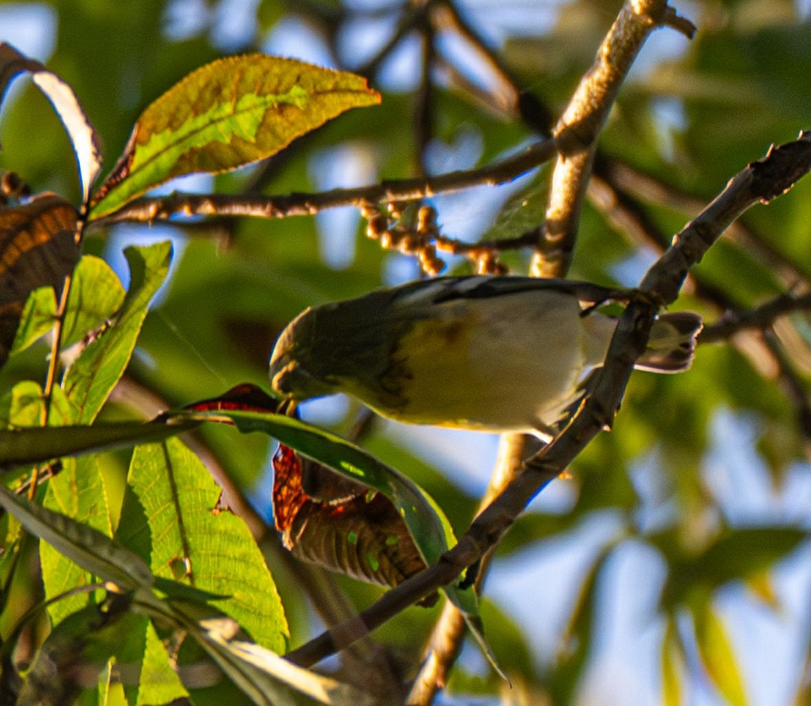 Northern Parula - ML642879025