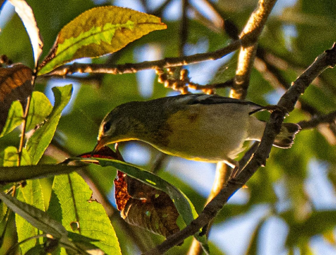 Northern Parula - ML642879027