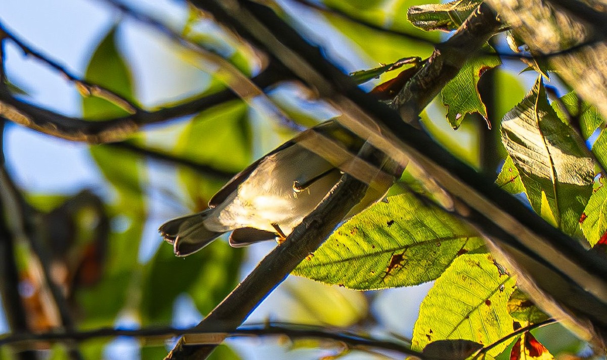 Northern Parula - ML642879028