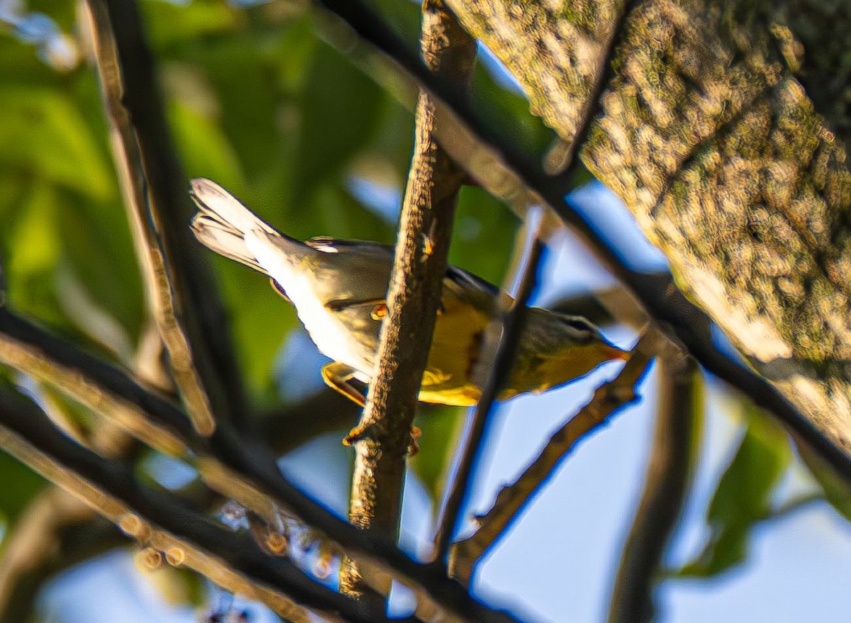 Northern Parula - ML642879029