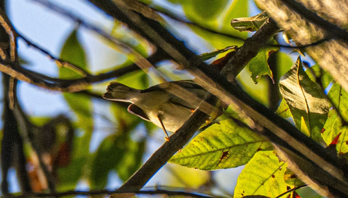 Northern Parula - ML642879030