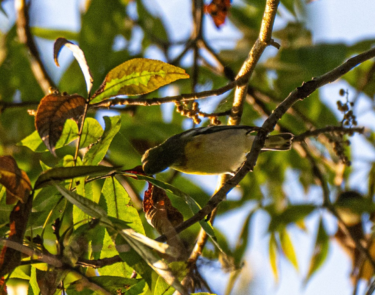 Northern Parula - ML642879032
