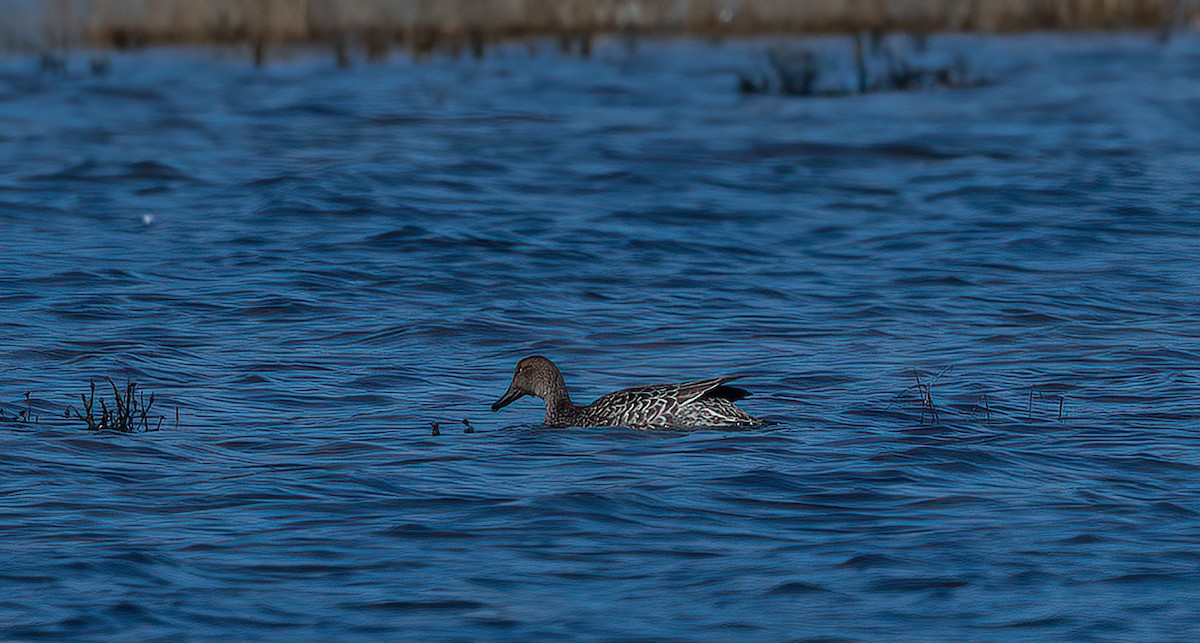 Canard pilet - ML642879034