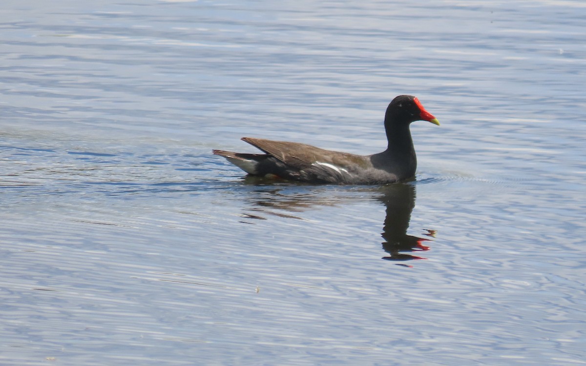 Gallinule d'Amérique - ML642879036