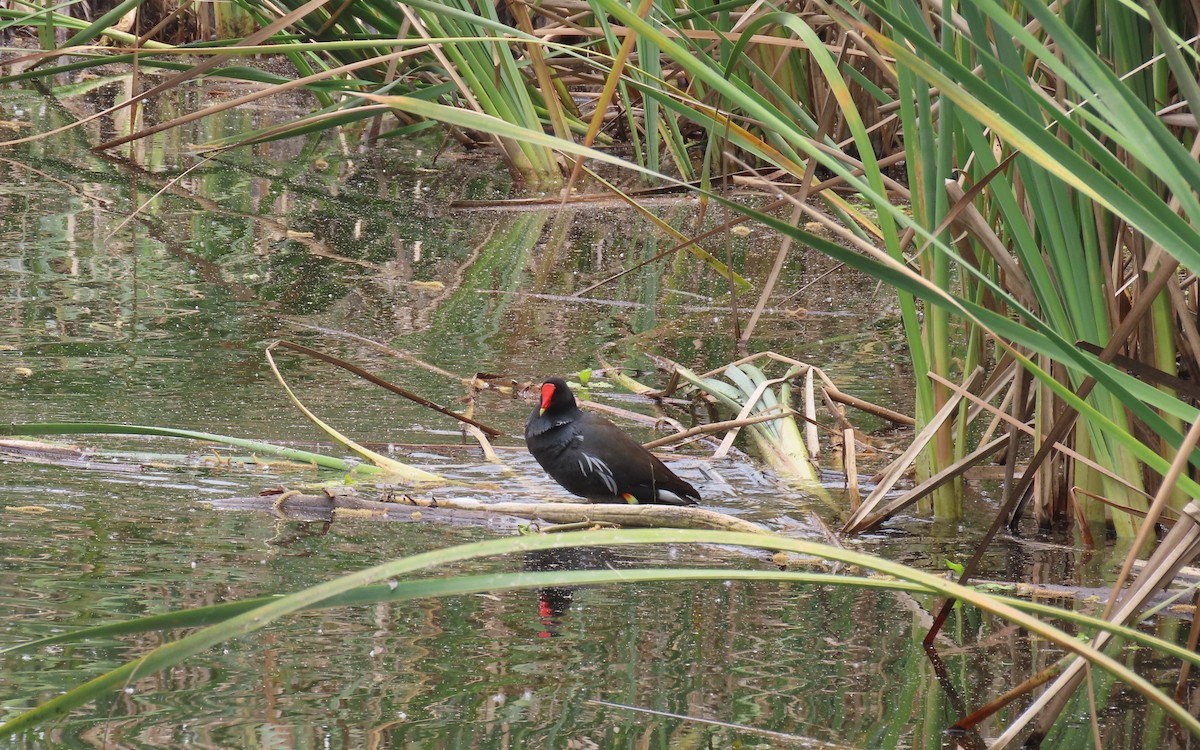 Gallinule d'Amérique - ML642879039