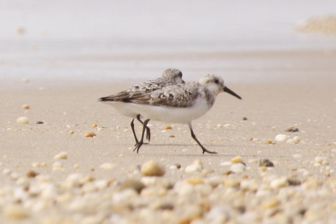 Bécasseau sanderling - ML642879041