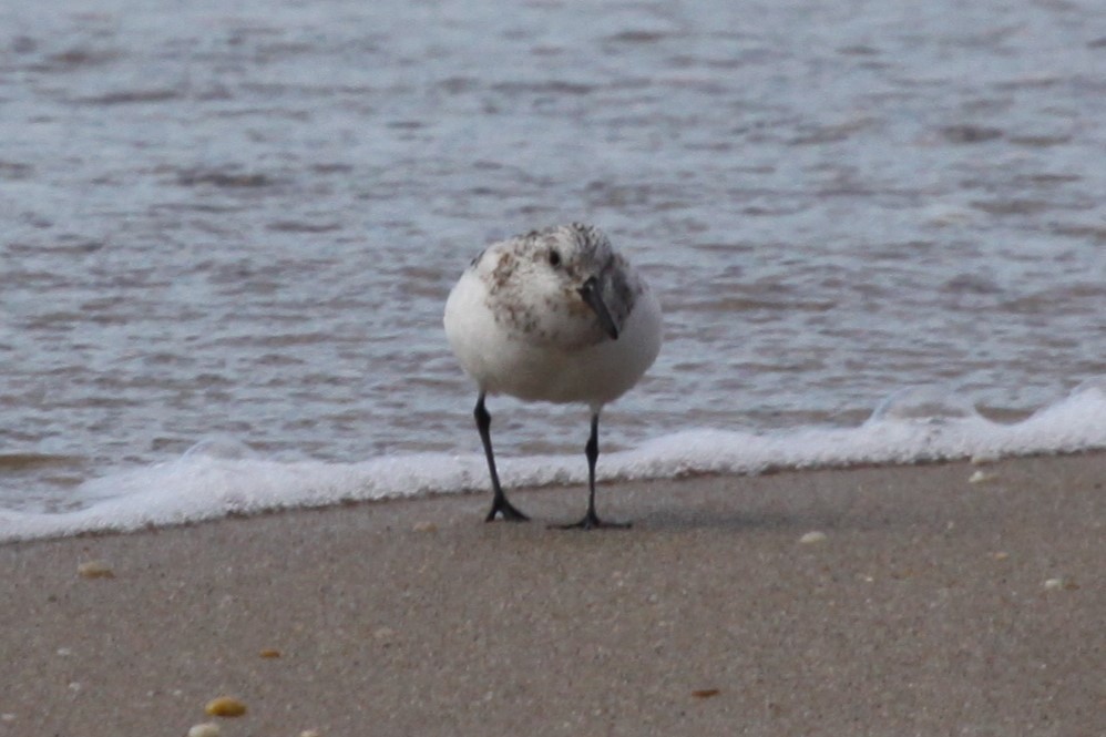Bécasseau sanderling - ML642879042