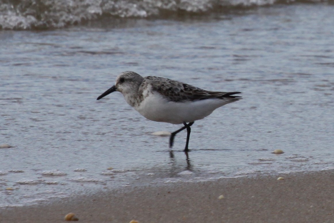 Bécasseau sanderling - ML642879043
