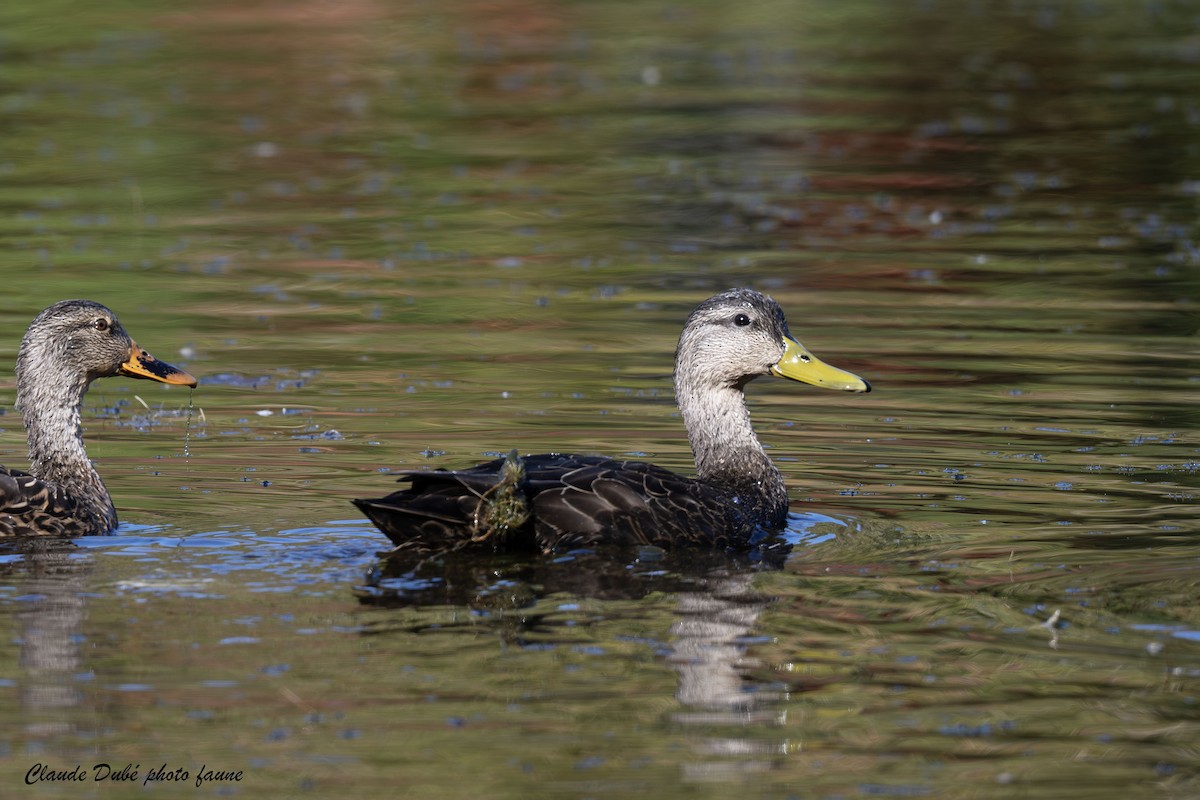 Canard noir - ML642879050