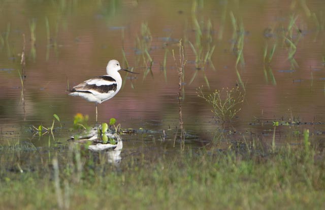 Avocette d'Amérique - ML642879052