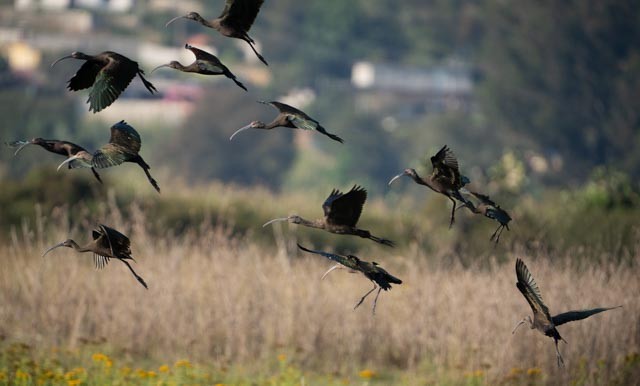 White-faced Ibis - ML642879077