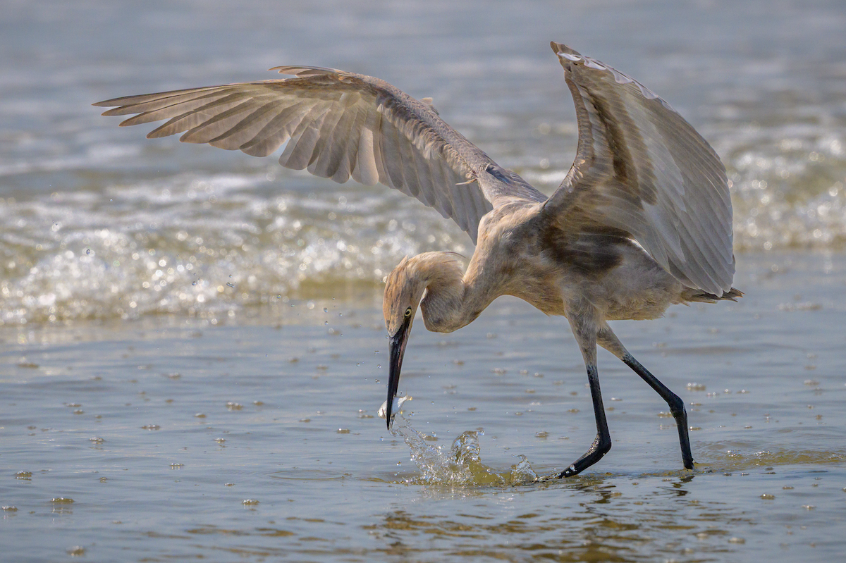 Reddish Egret - ML642879087
