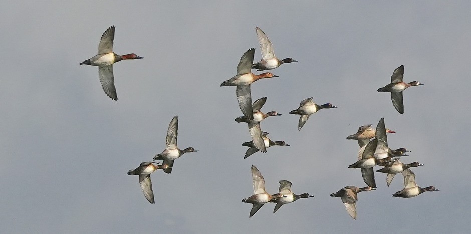 Canvasback - ML642879090
