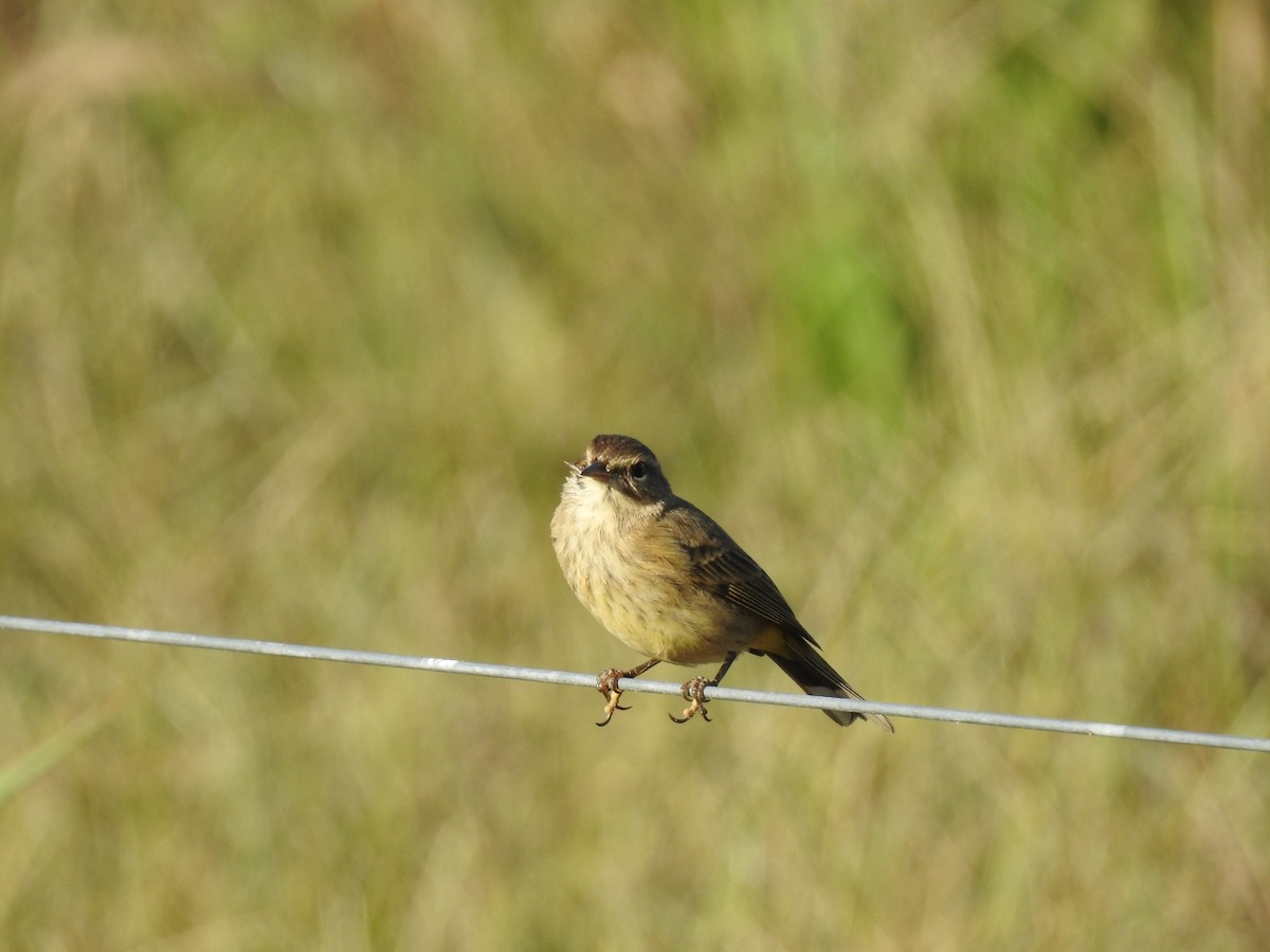 Palmenwaldsänger - ML642879093